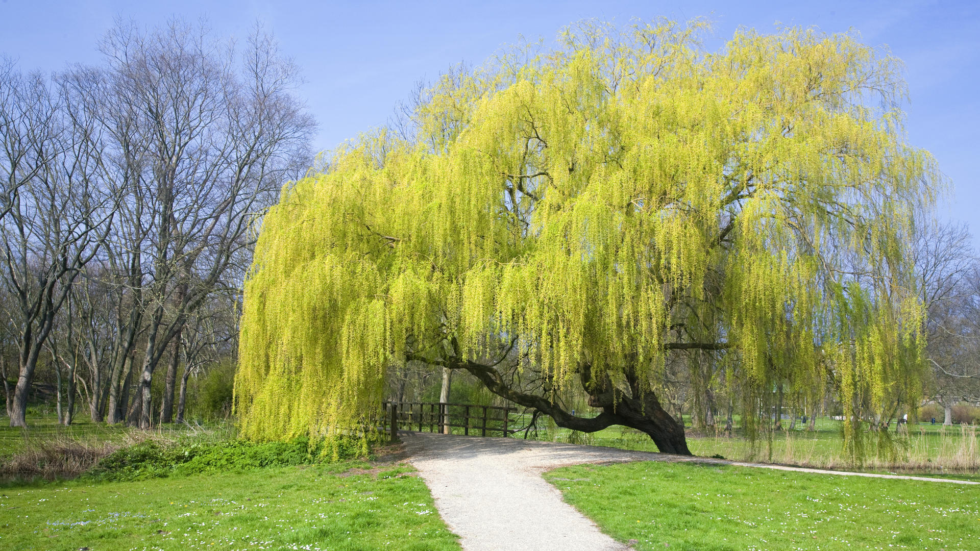 1920x1080 Willow Tree, Desktop