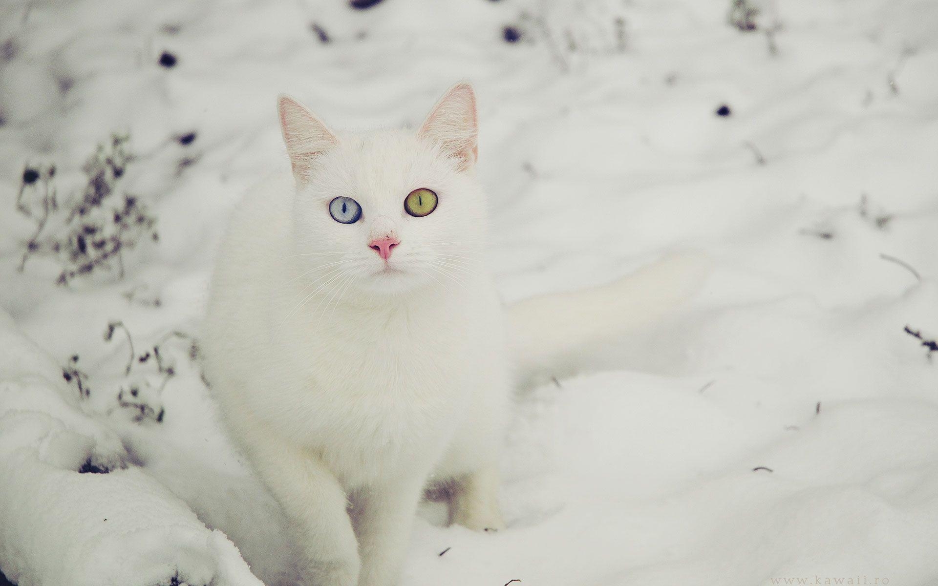 1920x1200 White Cat Wallpaper Widescreen, Desktop