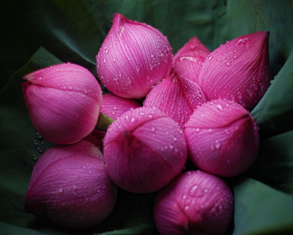 1200x960 Rain Drops On Lotus Flowers Wallpaper HD, Desktop