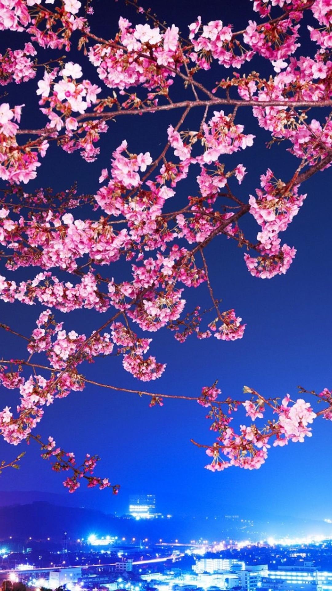 1080x1920 Cherry Blossom iPhone HD Wallpaper, Phone