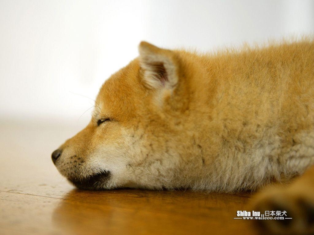 1030x770 Shiba Inu Puppy Photo Inu Dog wallpaper  NO.19, Desktop