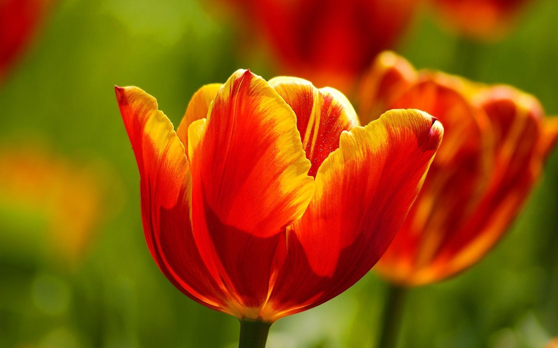 1920x1200 Flowers Wallpaper Red Tulips Flowers Wallpaper Red Tulips Flowers, Desktop