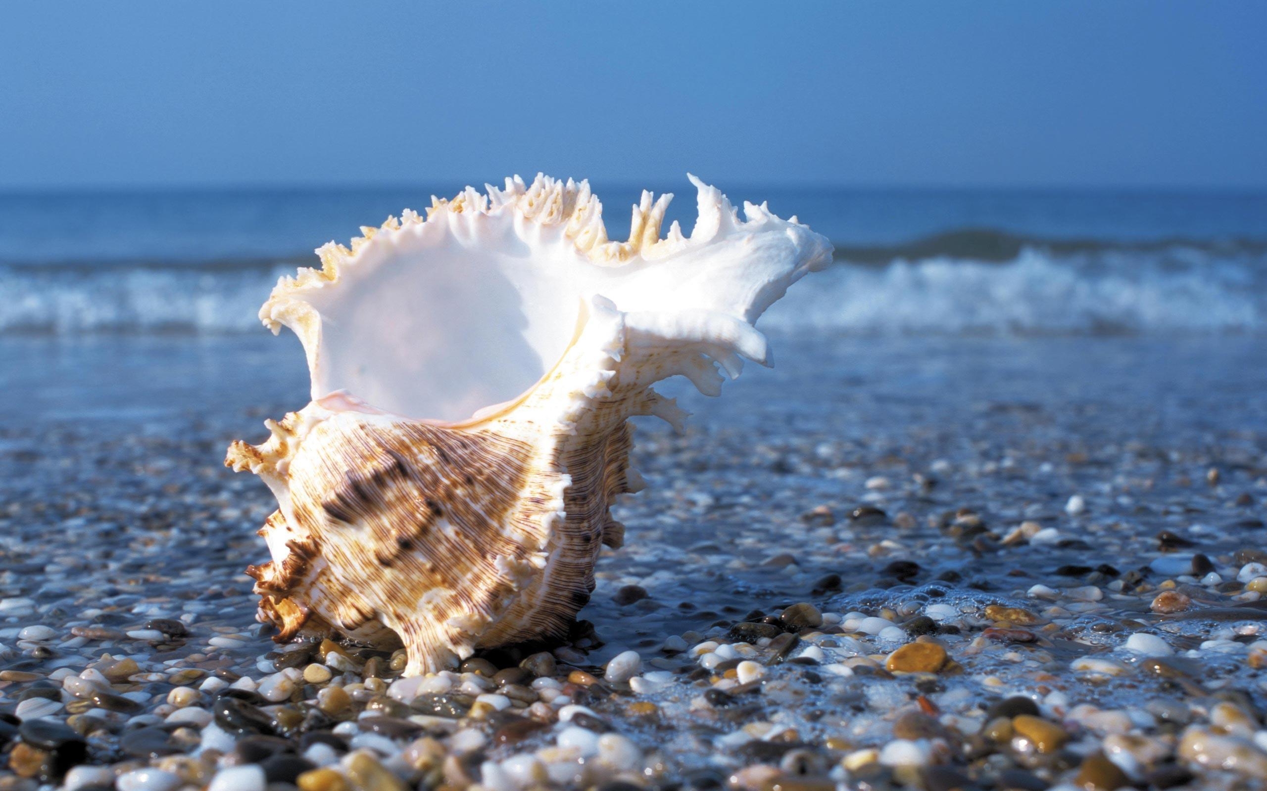 2560x1600 Sea Shells HD Desktop Wallpaper, Desktop