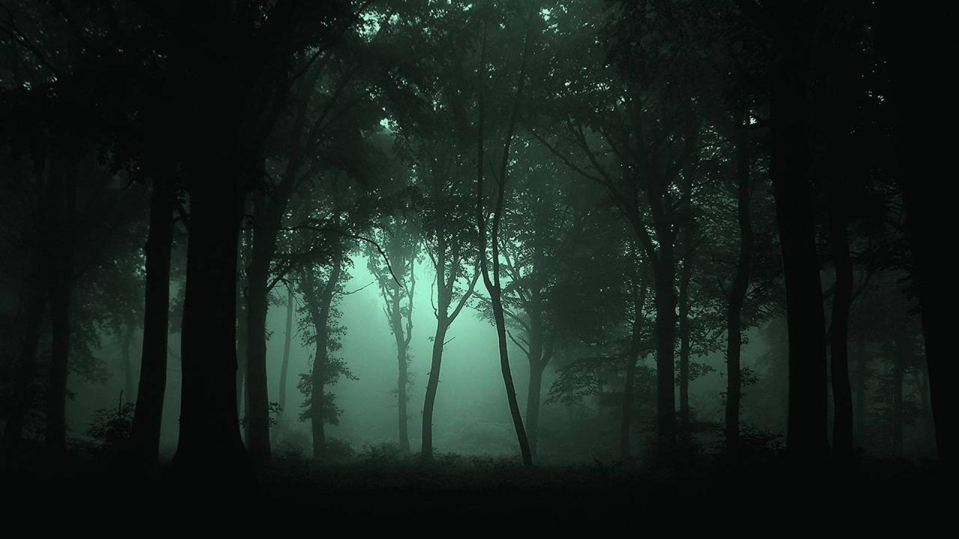 1920x1080 dark forest forest, Haunted forest, Forest wallpaper, Desktop