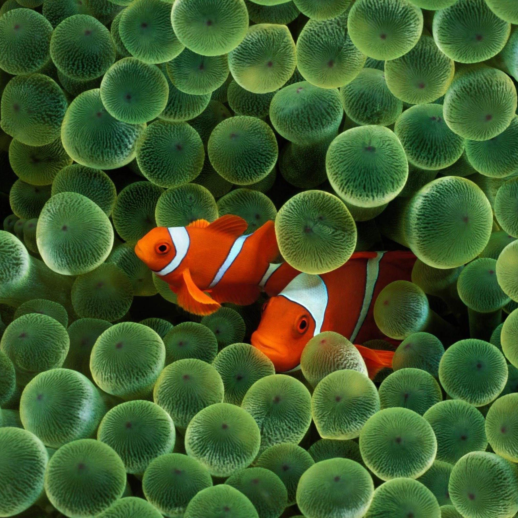 2000x2000 Fish iOS wallpaper iPhone 2g, Phone