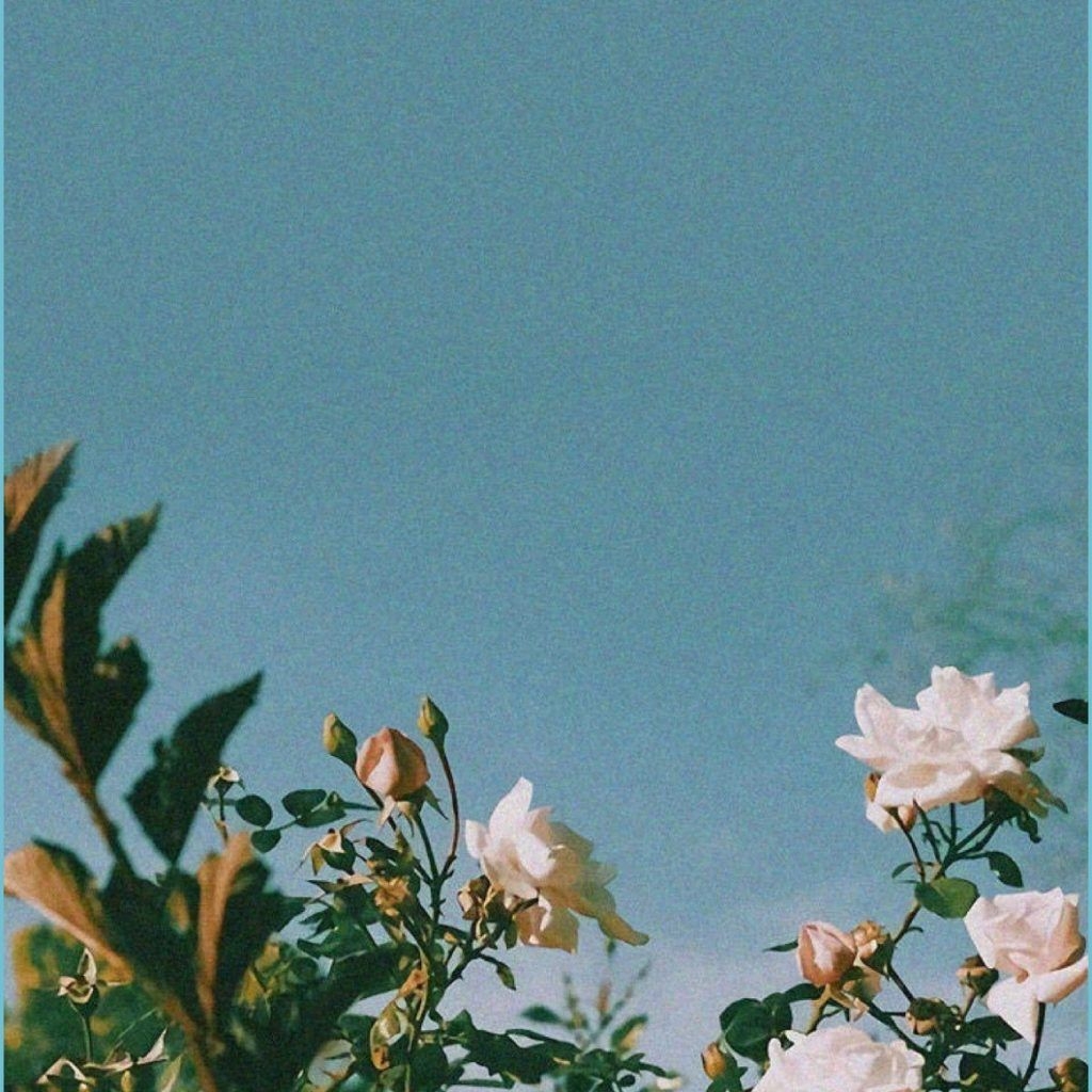 1030x1030 Plant Wallpaper, Phone