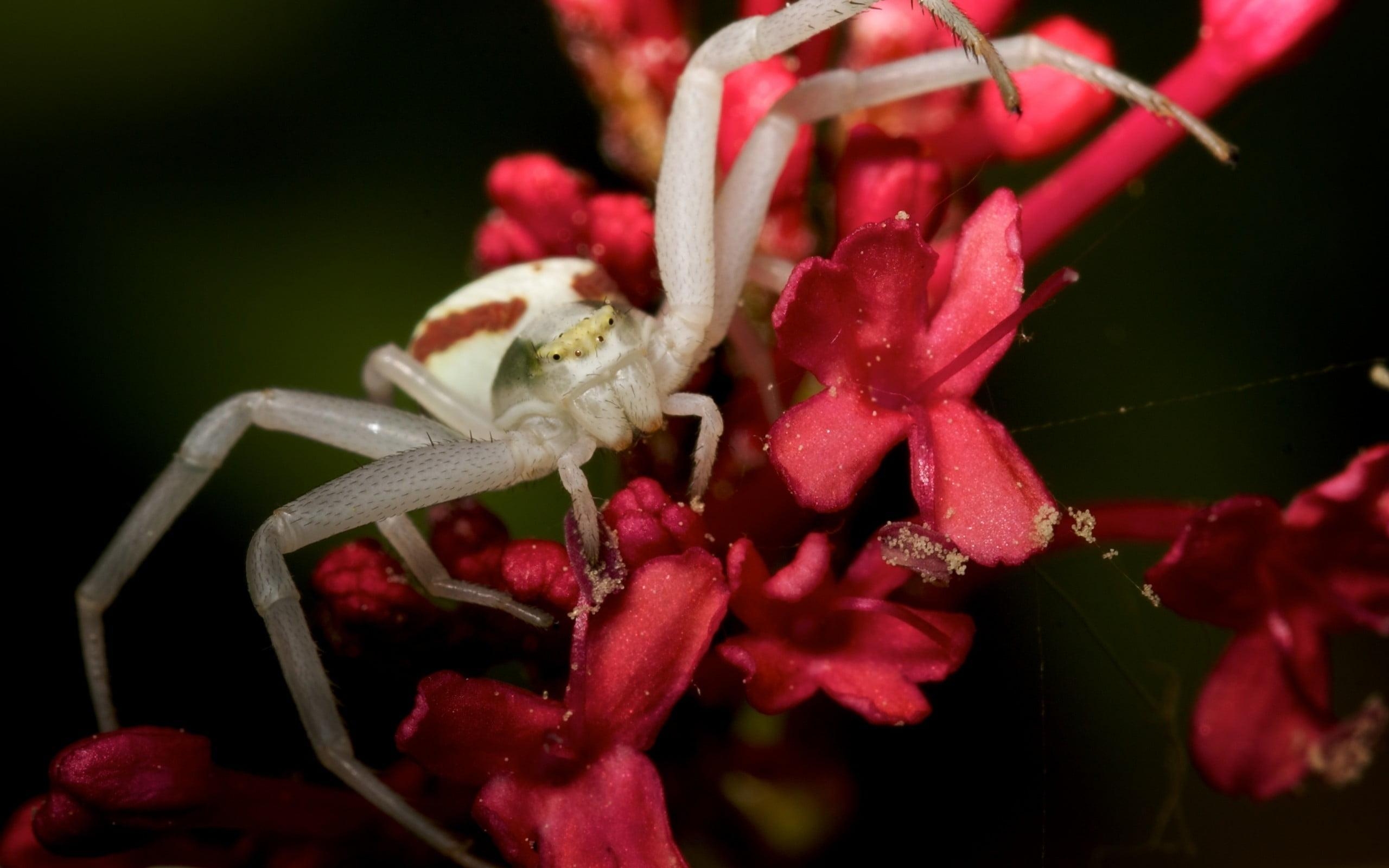 2560x1600 White crab spider perched on red petaled flower in closeup, Desktop