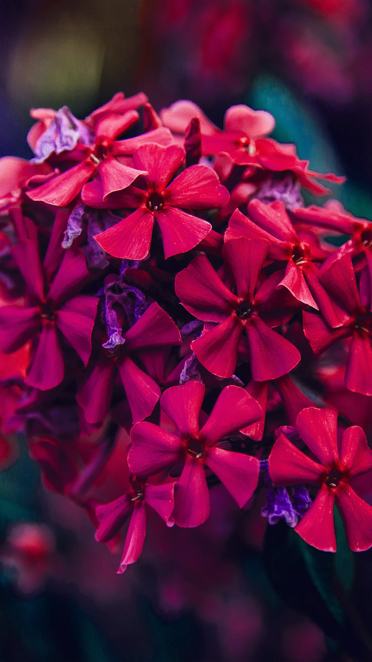 1250x2210 iPhone X wallpaper. nature flower red blossom beautiful spring, Phone