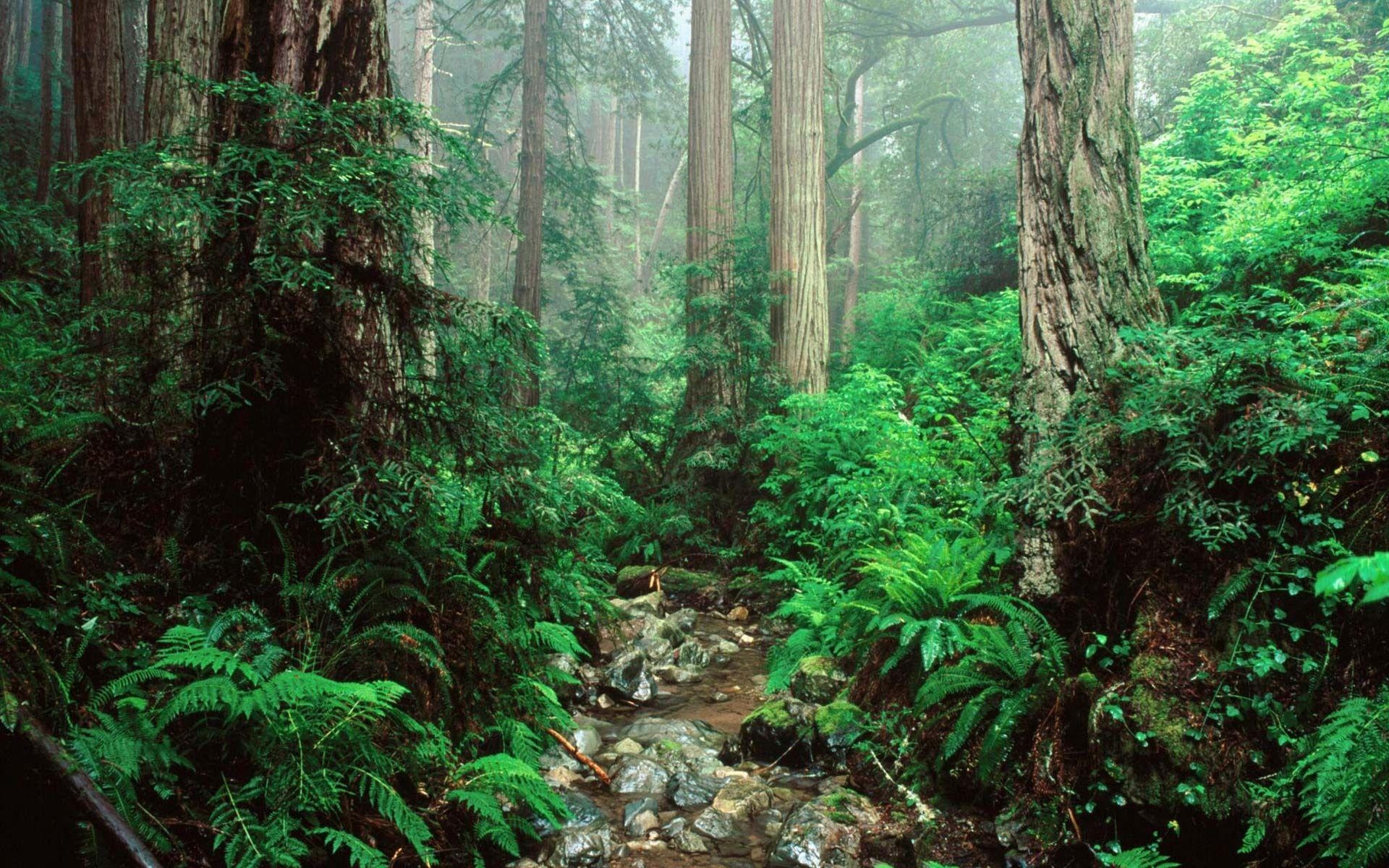 1920x1200 Olympic National Park Wallpaper · iBackgroundWallpaper, Desktop