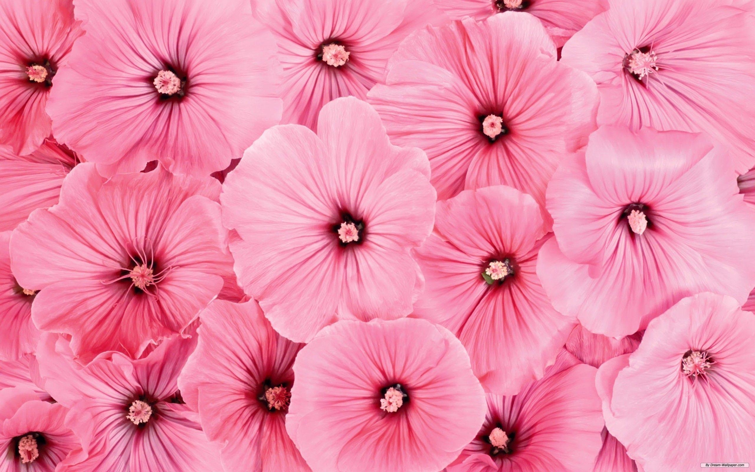 2560x1600 Pink Flower Wallpaper Full HD, Desktop