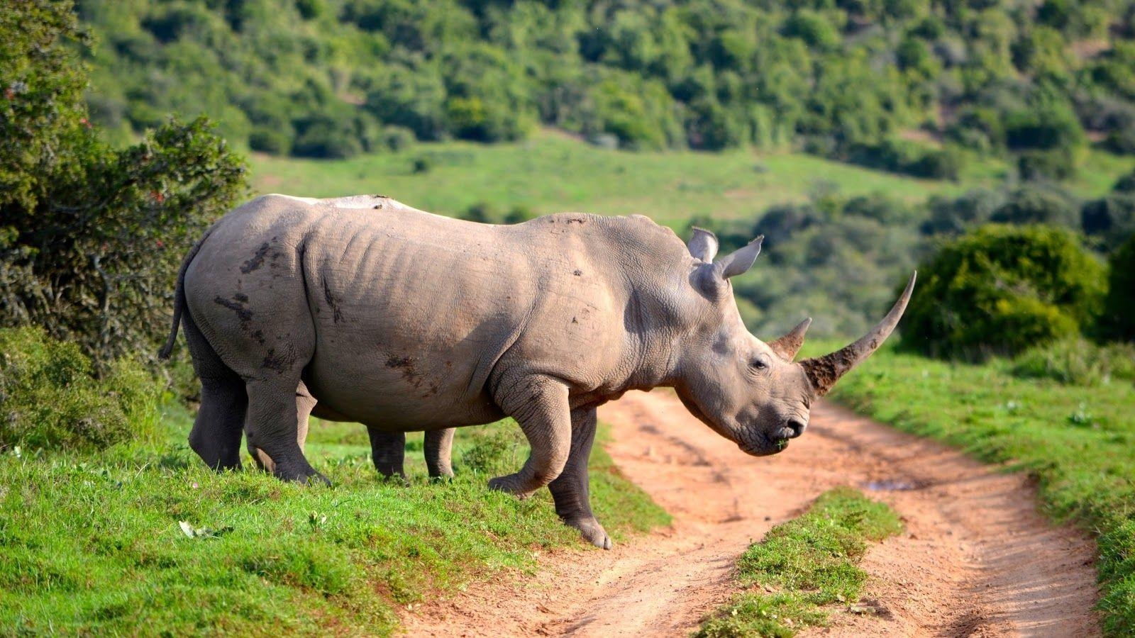 1600x900 Rhino Wallpaper Apps on Google Play, Desktop