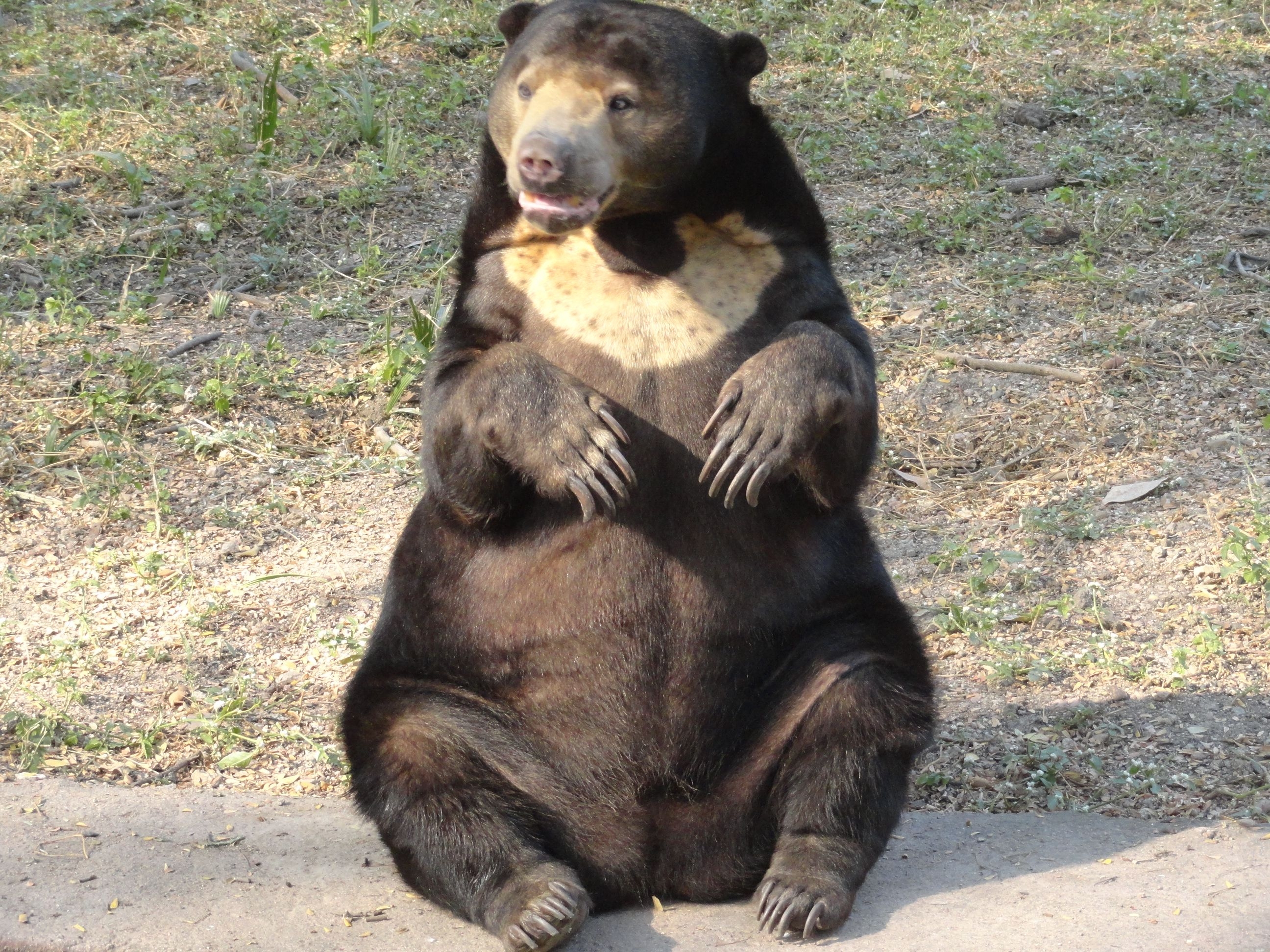 2600x1950 bear. Computer desktop, Desktop