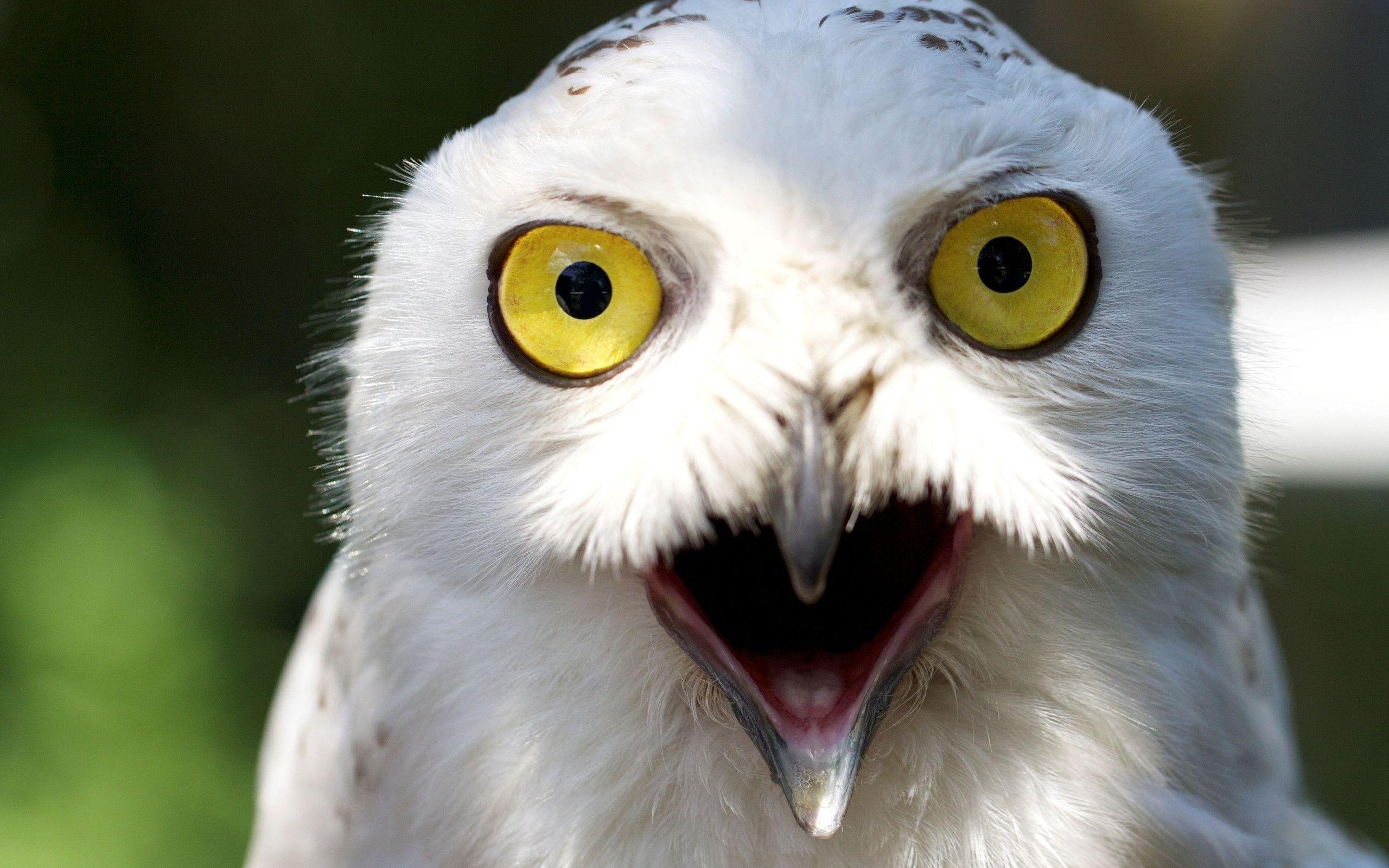 2560x1600 White owl wallpaper and image, picture, photo, Desktop