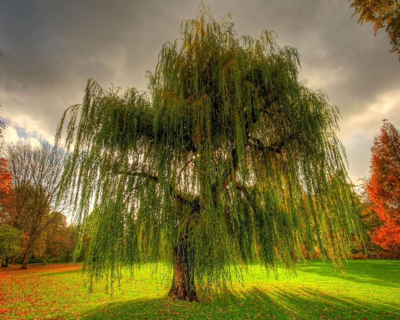 1280x1030 image For Weeping Willow Tree In Winter. HD Wallpaper Range. Willow tree tattoos, Weeping willow, Weeping willow tree, Desktop