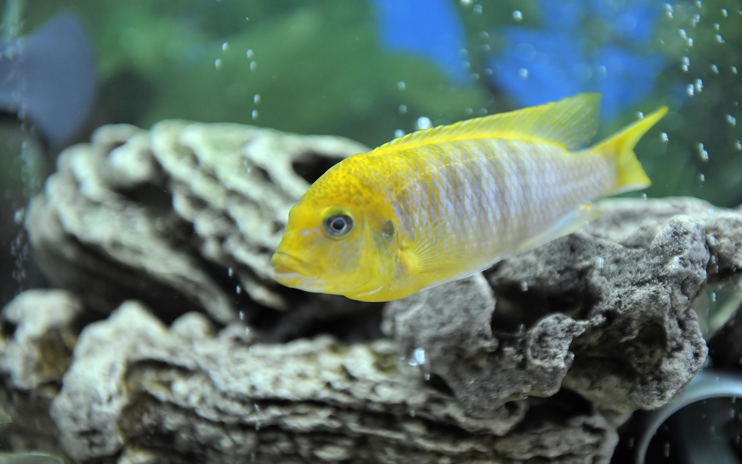 2560x1600 Malawi Aggressive Cichlid HD Wallpaper (7723) at Wallpaper desktop, Desktop