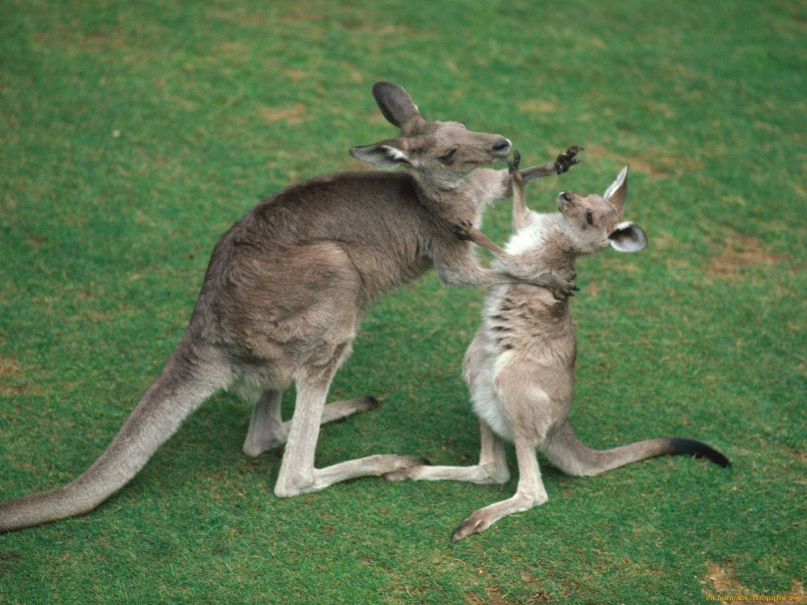 1600x1200 Baby Kangaroo Wallpaper, Desktop