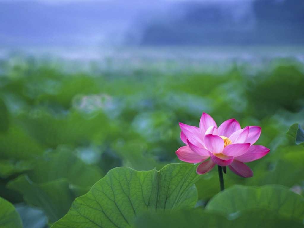 1030x770 Lotus Flower Wallpaper HD Widescreen Flowers Picture One Of Desktop, Desktop