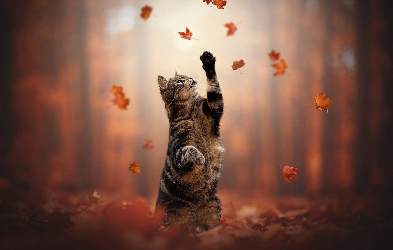 1340x850 Autumn Cat Wallpaper, HD Autumn Cat Background on WallpaperBat, Desktop