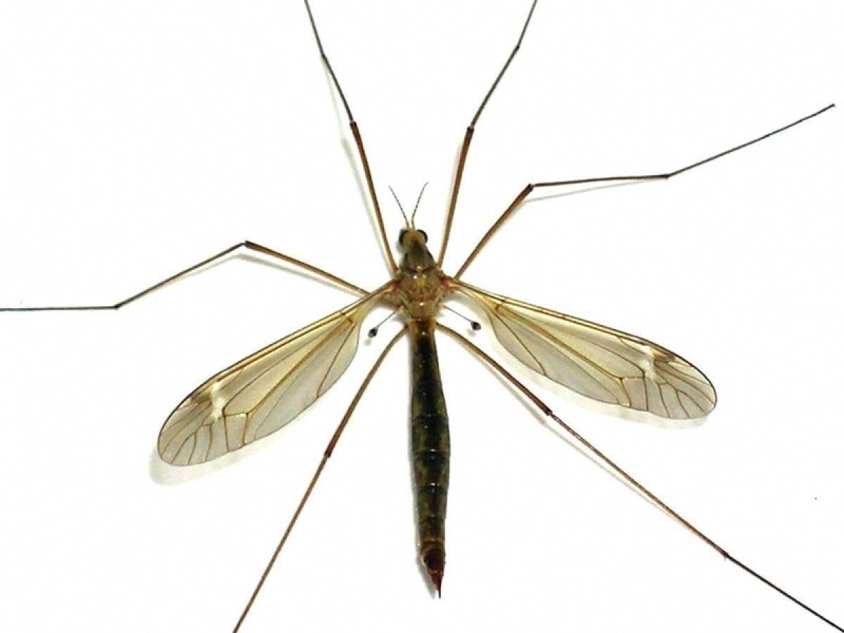 1200x900 The crane fly or daddy longlegs is a simple insect with some, Desktop