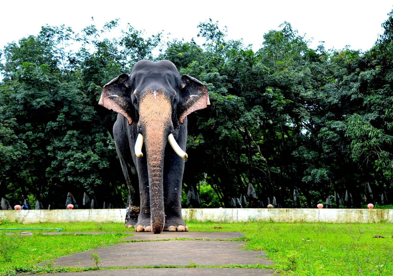 1600x1130 Kerala Elephants Image. Kerala elephants wallpaper HD. Kerala elephant photo and names, Desktop