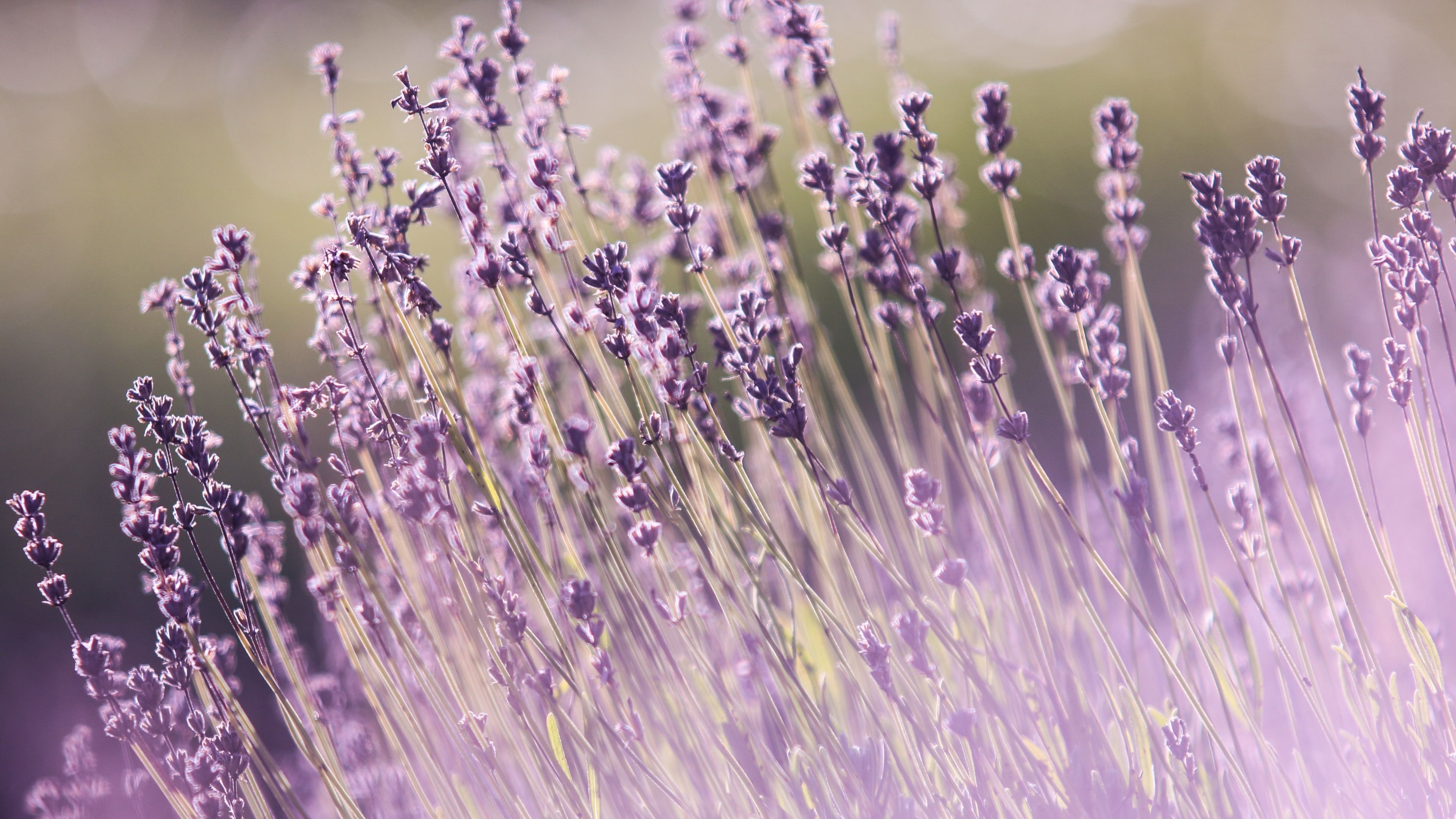 3840x2160 Nature Lavender Field 4K Flower Wallpaper Download for Android Mobiles, Desktop