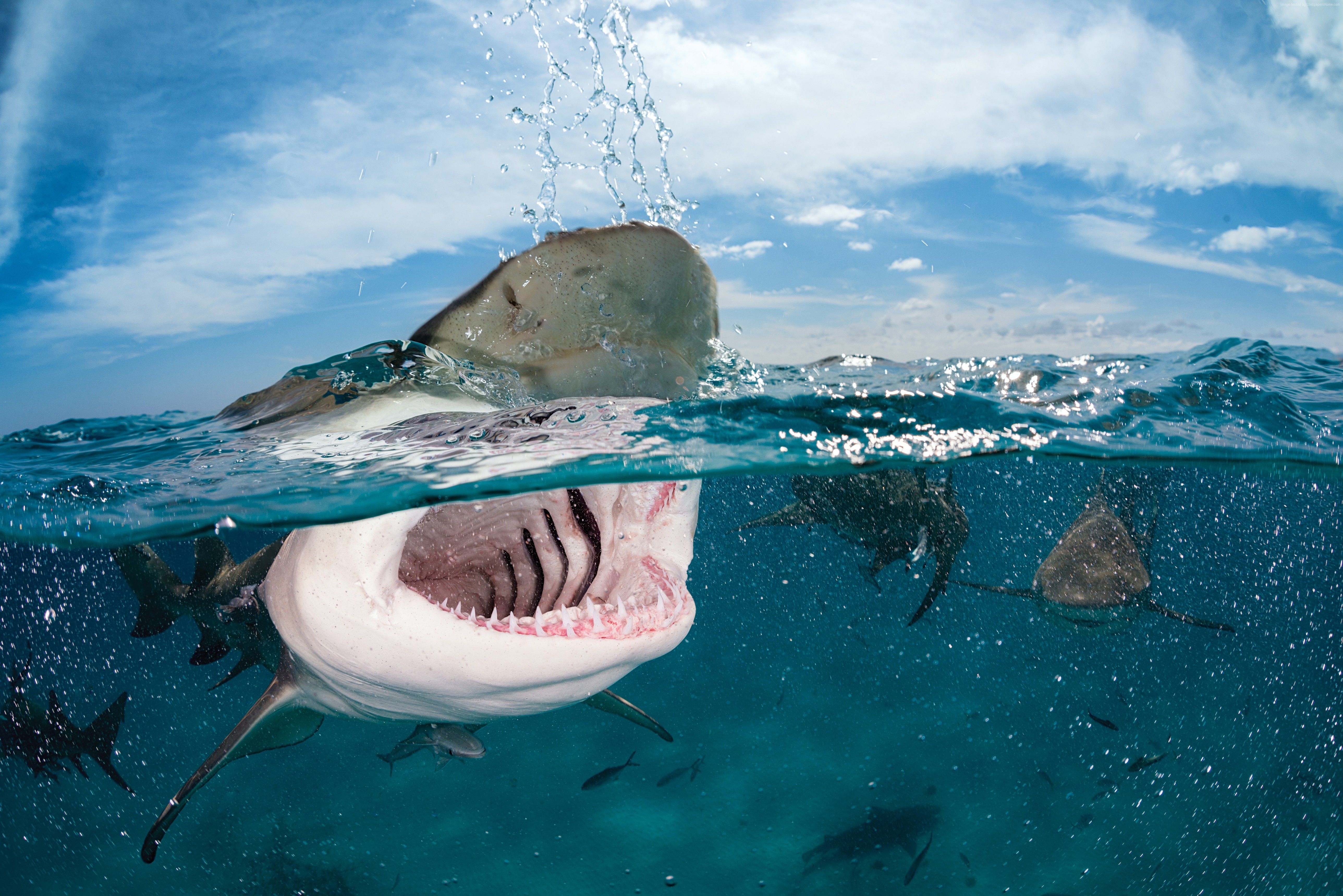 5160x3440 4k Wallpaper Shark Indian Caribbean Atlantic Ocean Wallpaper, Desktop