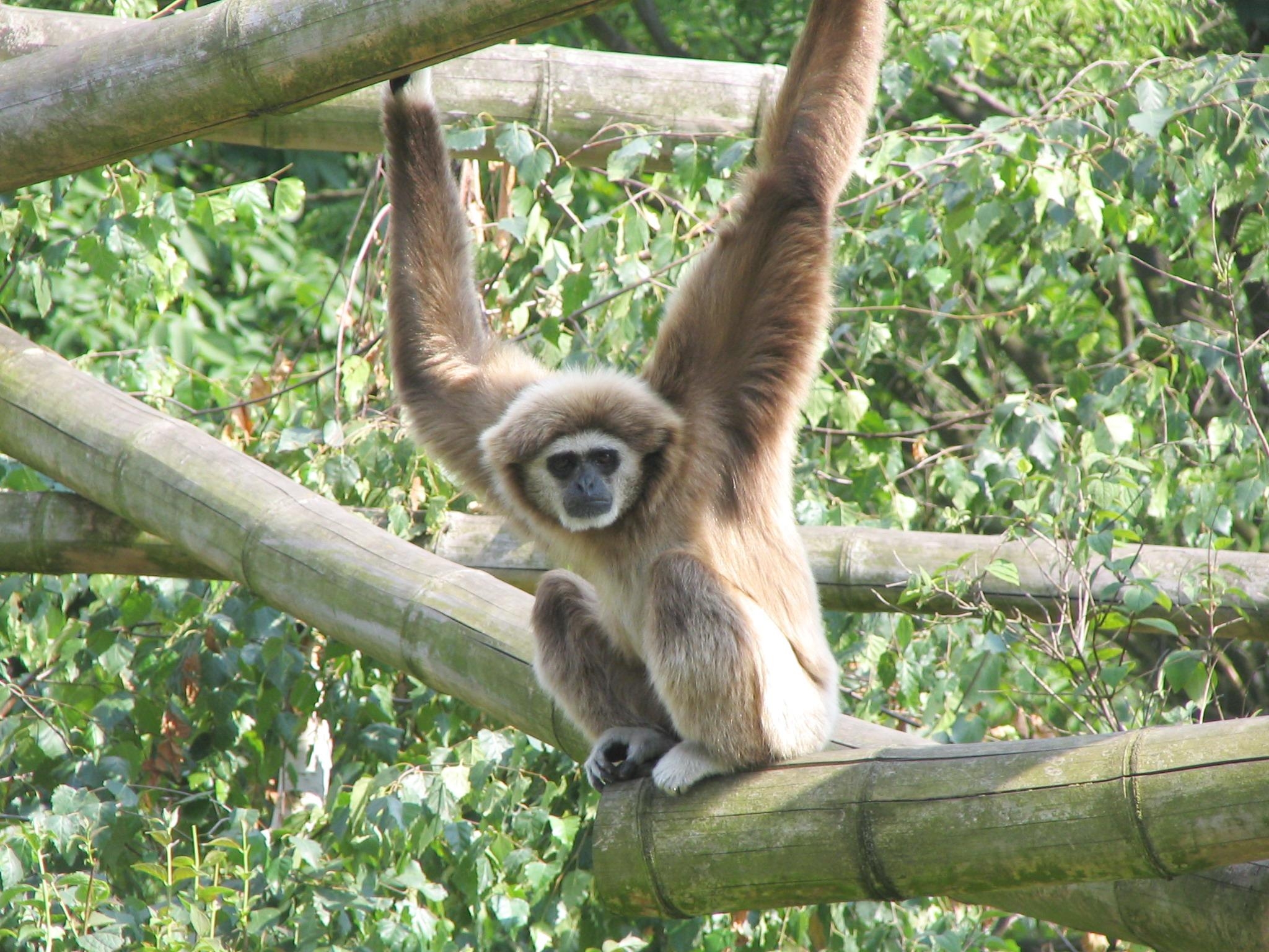 2050x1540 Gibbon wallpaperx1536, Desktop