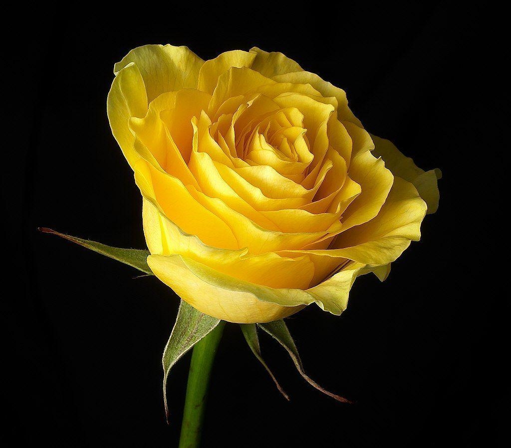 1030x900 Flowers For > Single Yellow Rose Wallpaper, Desktop