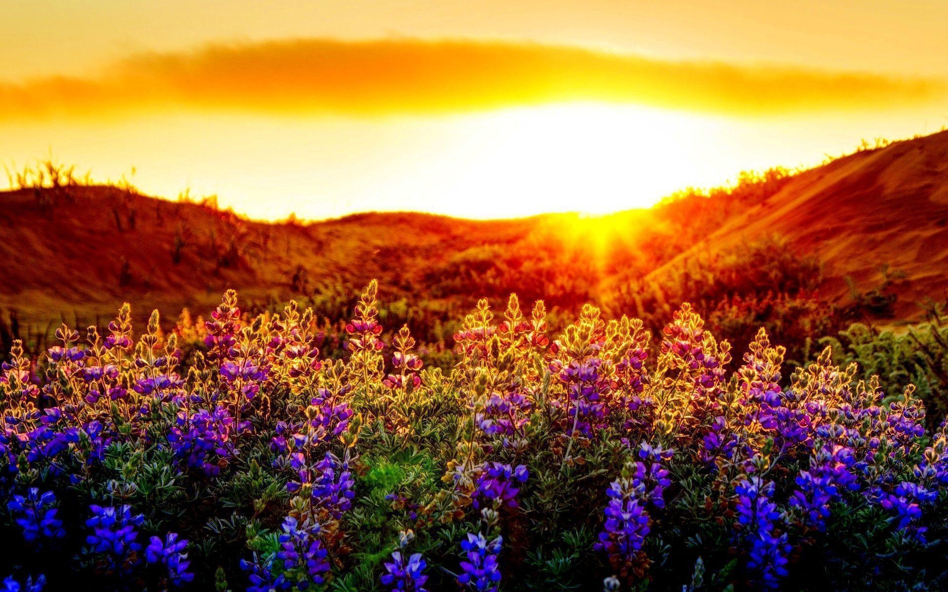 1920x1200 Summer Sunset Wallpaper 51 Background. Wallruru, Desktop