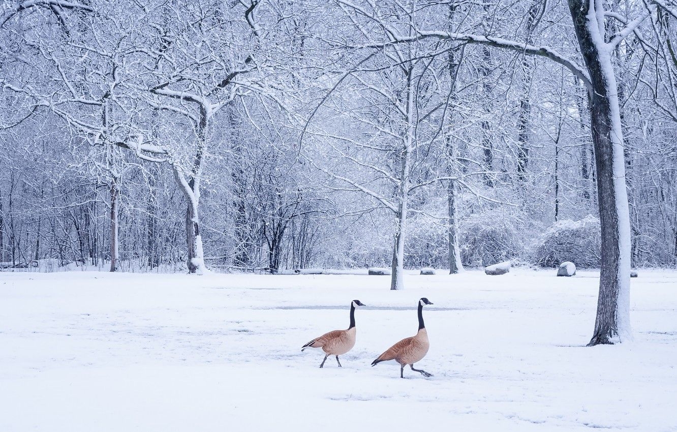 1340x850 Wallpaper winter, frost, forest, snow, trees, birds, branches, nature, Park, trunks, pair, walk, a couple, Duo, two, geese image for desktop, section животные, Desktop