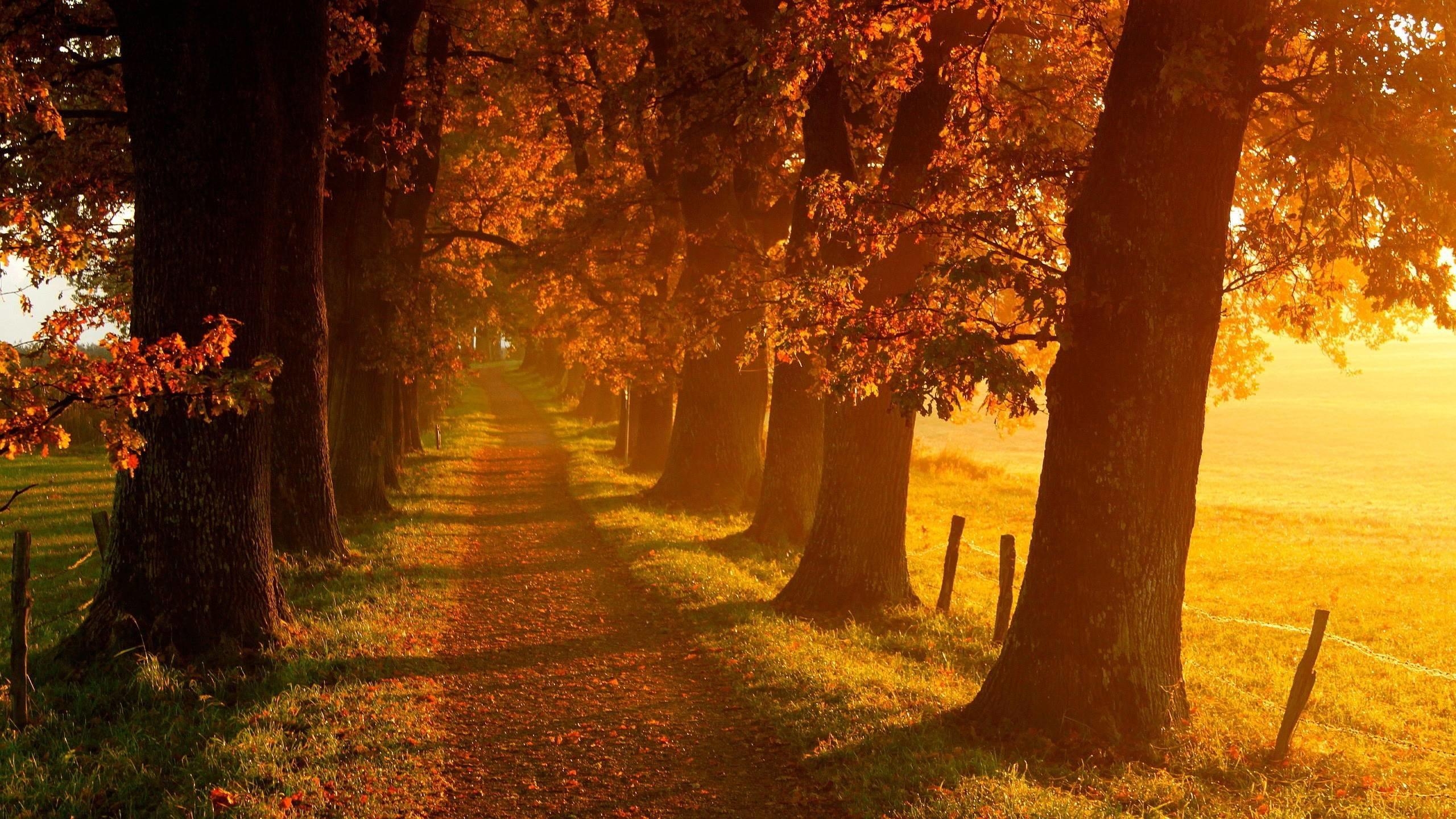 2560x1440 Autumn Landscape Wallpaper, Desktop