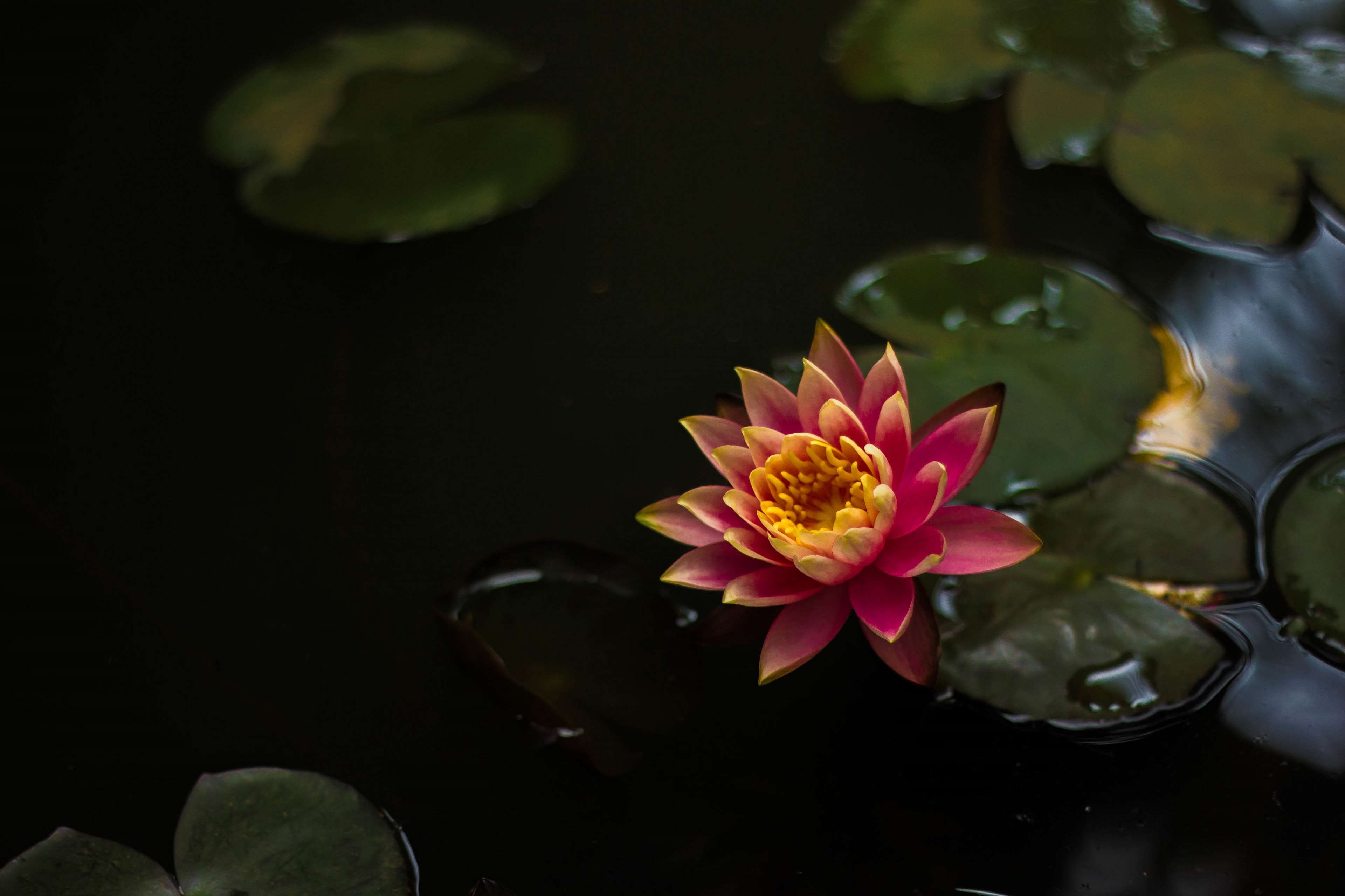 3840x2560 Beautiful Flowers, Flower, Kerala, Lotus 4k Wallpaper Kerala Wallpaper & Background Download, Desktop