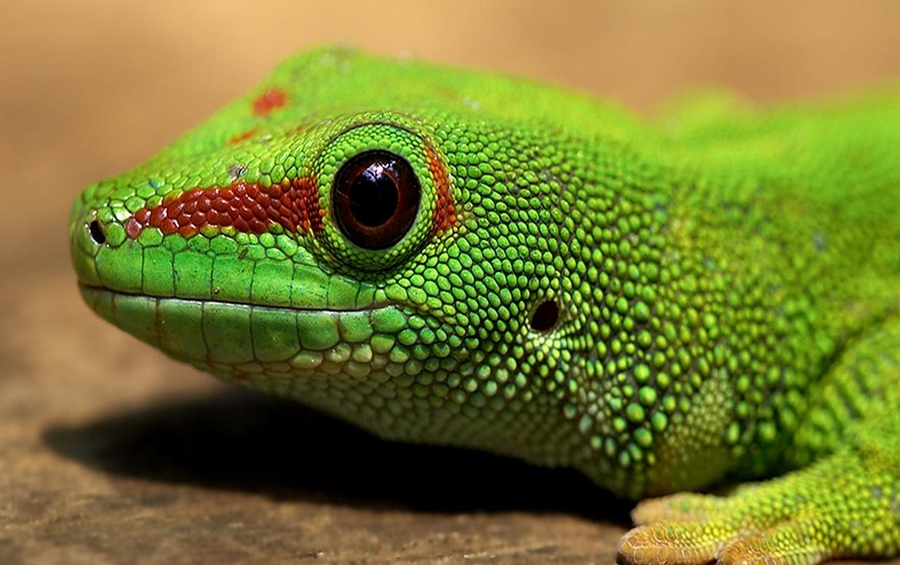 1280x810 Gecko wallpaper. Gecko, Desktop