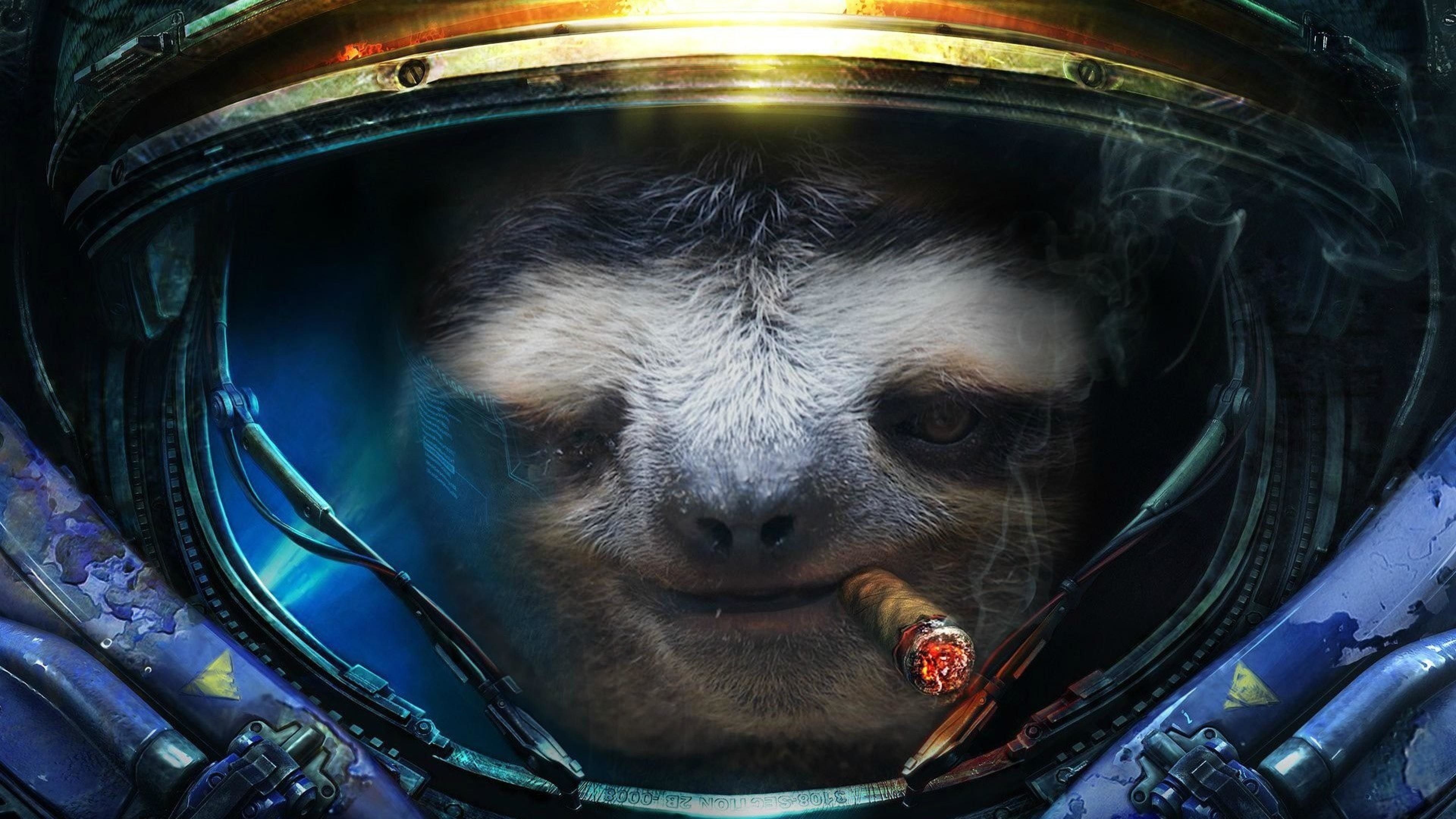 3840x2160 Sloth Wallpaper Free Sloth.wallpaperaccess.com, Desktop