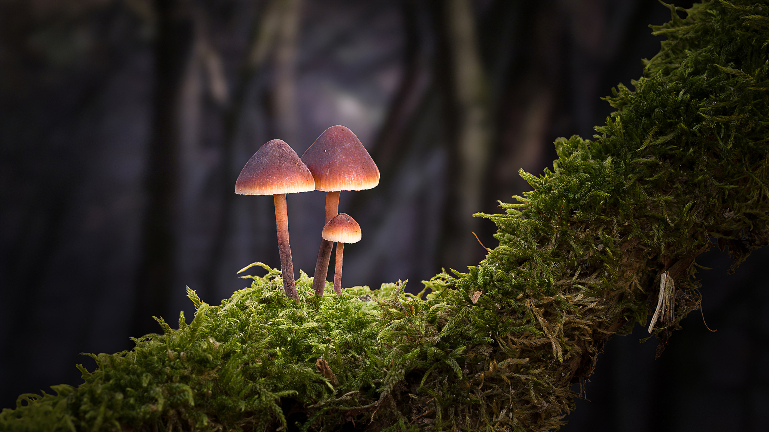 2560x1440 Wallpaper, mushroom, forest, green, nature, Desktop