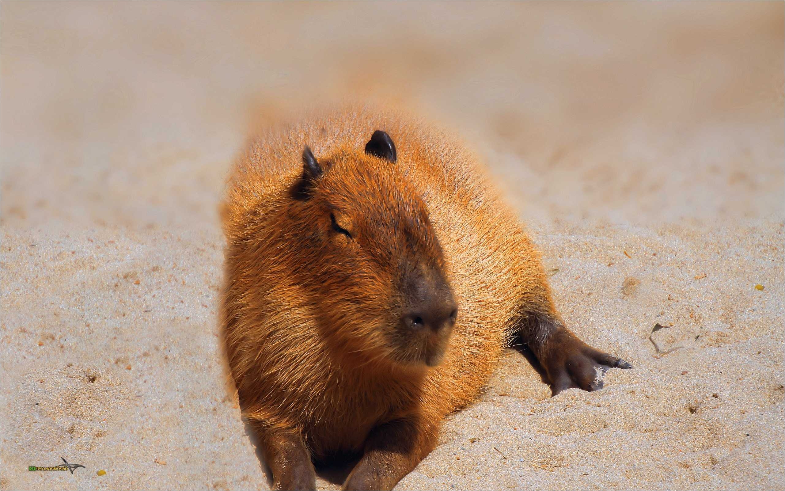 2570x1610 For Your Desktop: Capybara Wallpaper, 18 Top Quality Capybara, Desktop