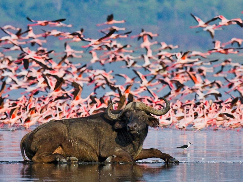 1030x770 Lake Nakuru National Park, Desktop