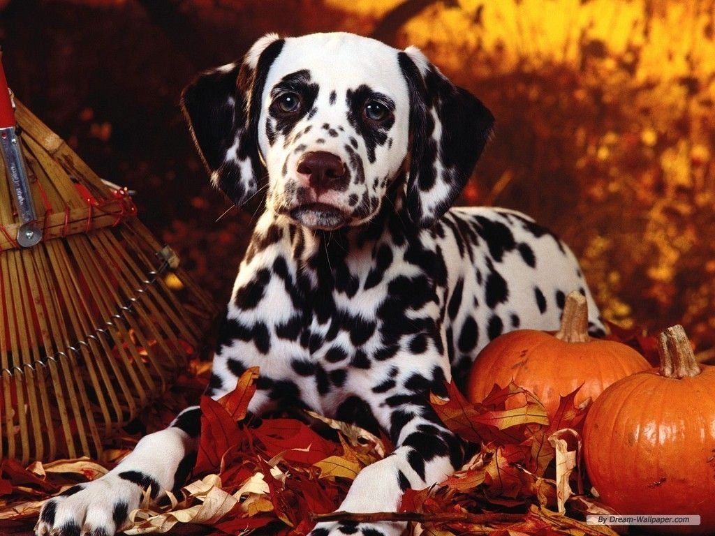 1030x770 Free download Fall Wallpaper With Dogs Amazing Wallpaper, Desktop