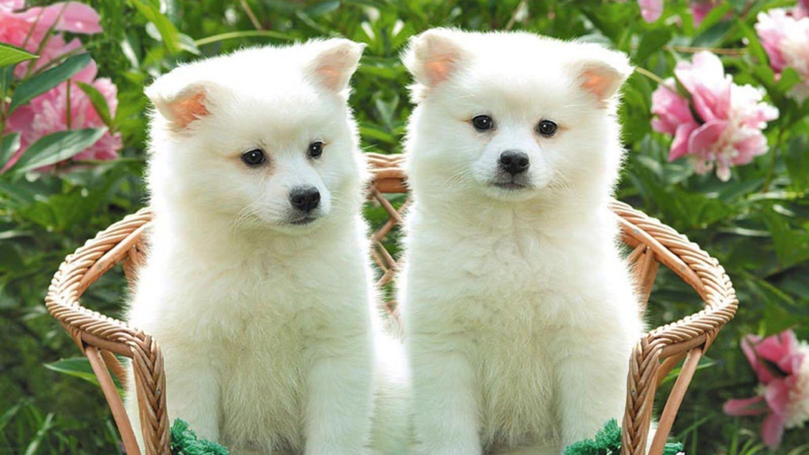 1600x900 Beautiful White Dogs Wallpaper, Desktop