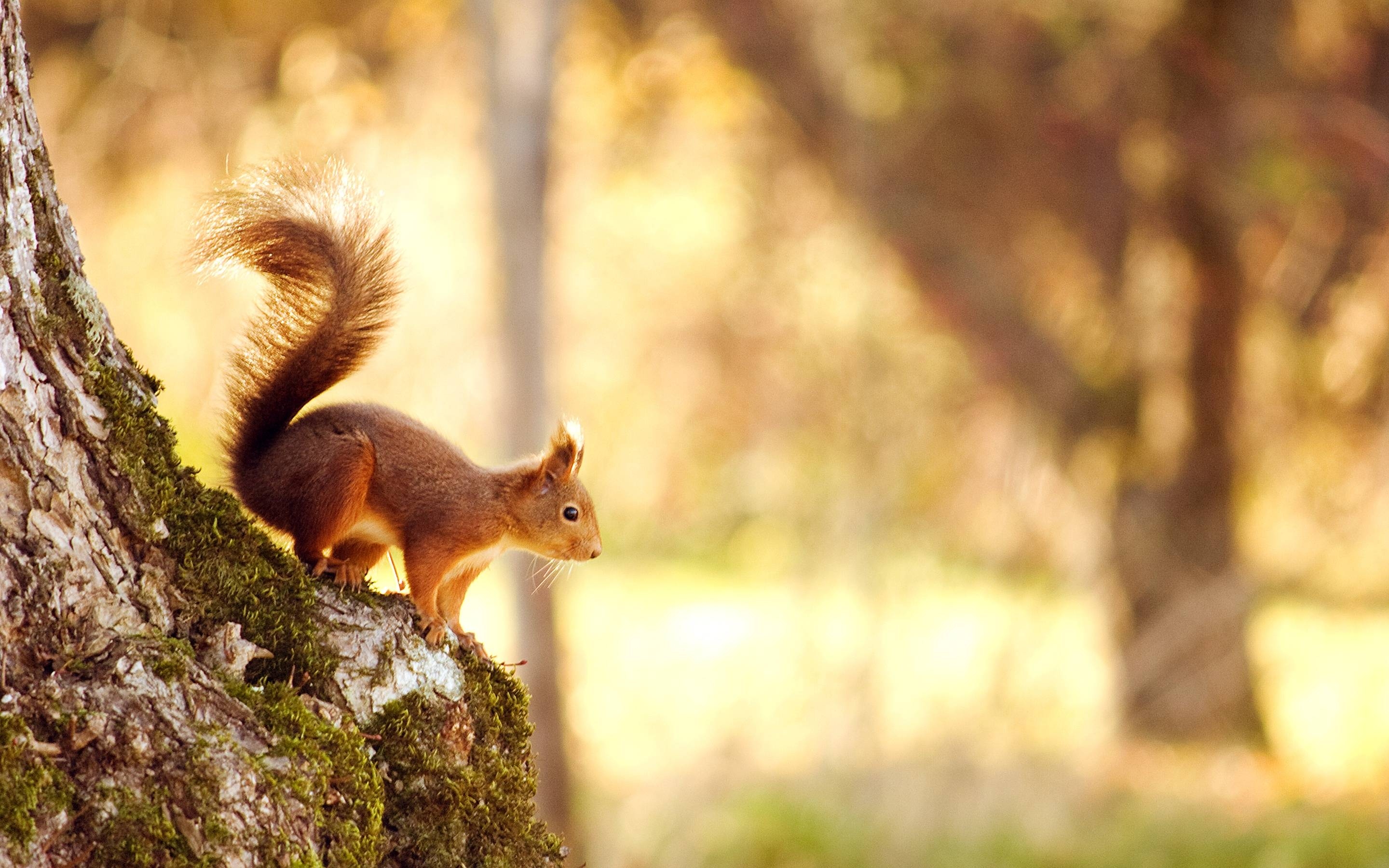 2880x1800 Squirrel Wallpaper, Desktop