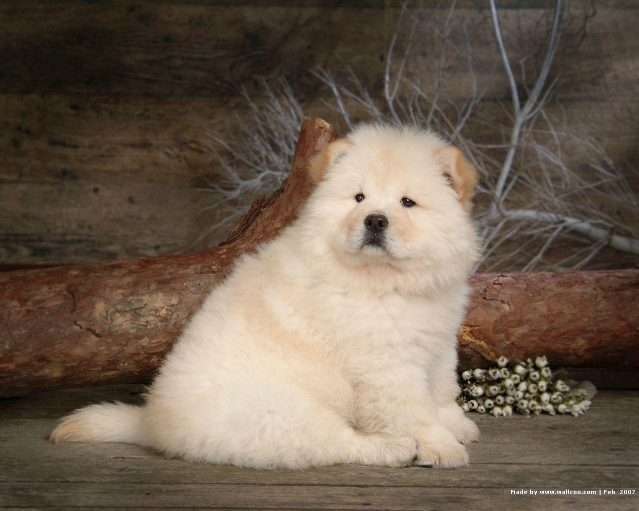 1280x1030 Fluffy Chow Chow Puppies wallpaper Chow puppy Picture, Desktop