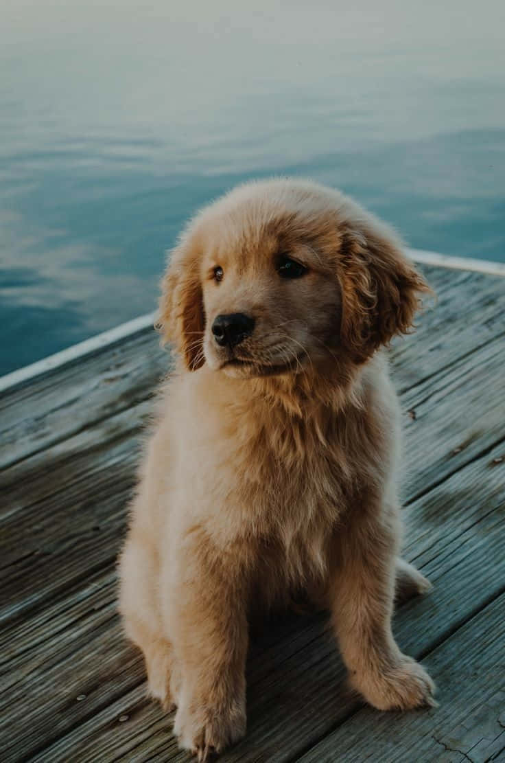 740x1120 Download Dog Aesthetic Wallpaper, Phone