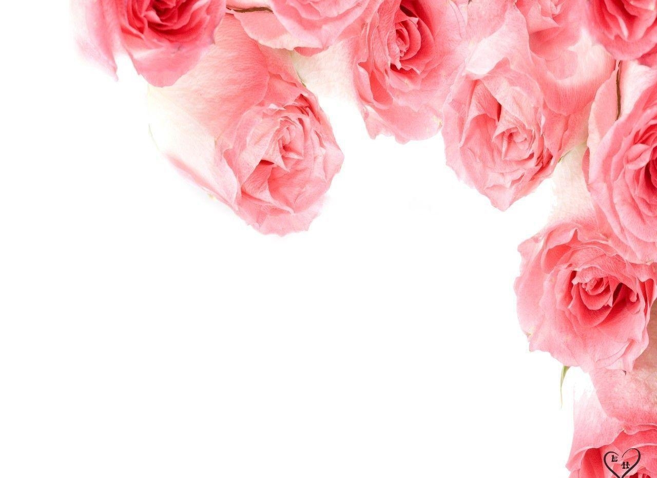 1280x940 Pink Roses Wallpaper. Flowers Picture. Flowers Wallpaper, Desktop