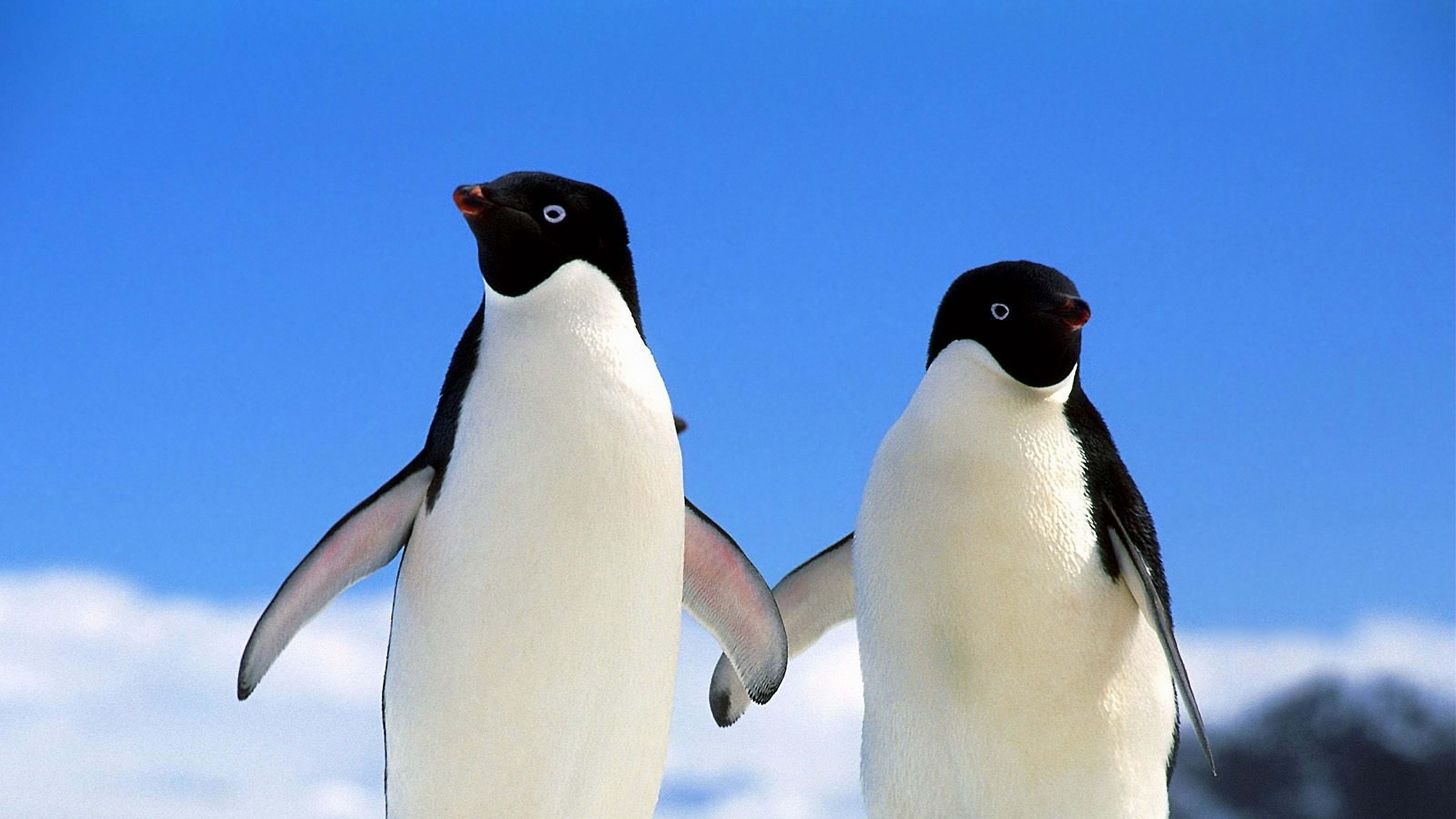 3840x2160 Wallpaper / penguins, couple, Desktop