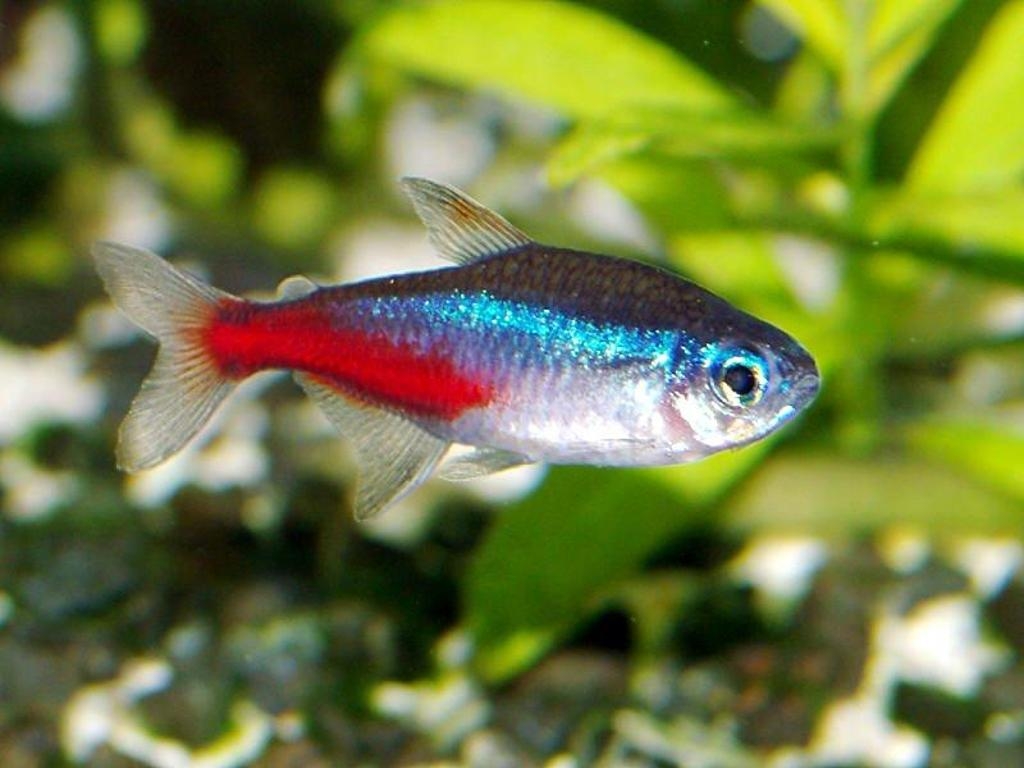 1030x770 Neon Tetra, Desktop