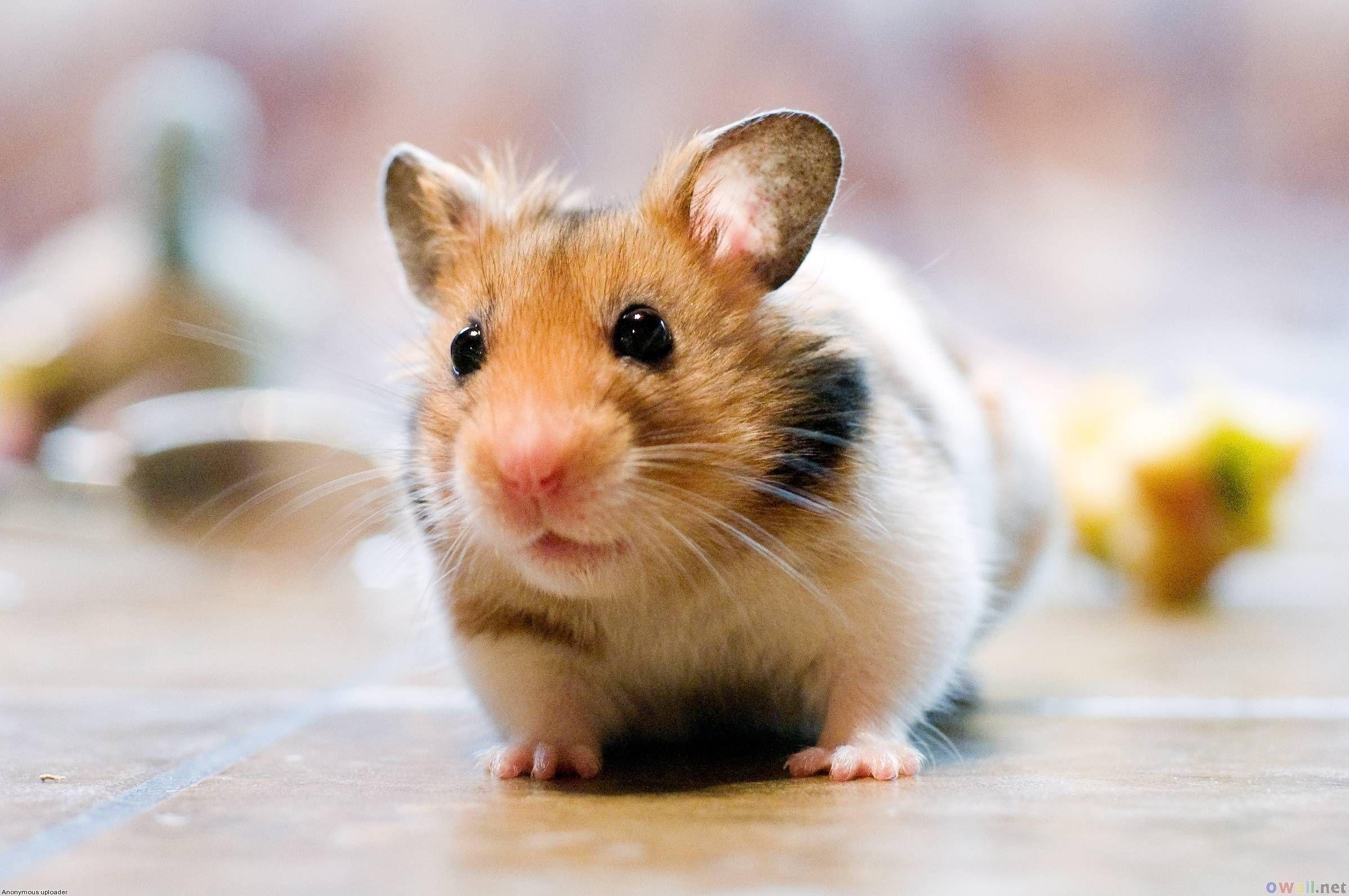 2400x1600 Cute Hamster Wallpaper Wallpaper. Wallpaper 4k, Desktop