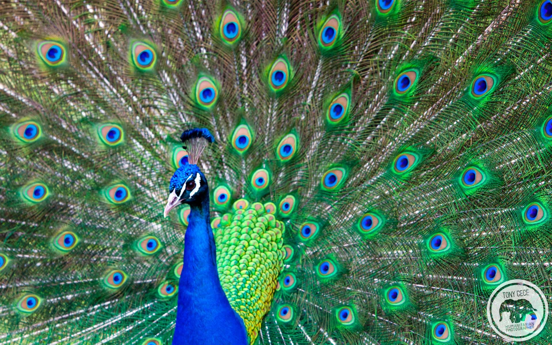 1920x1200 Peacock Wallpaper Full HD, Desktop