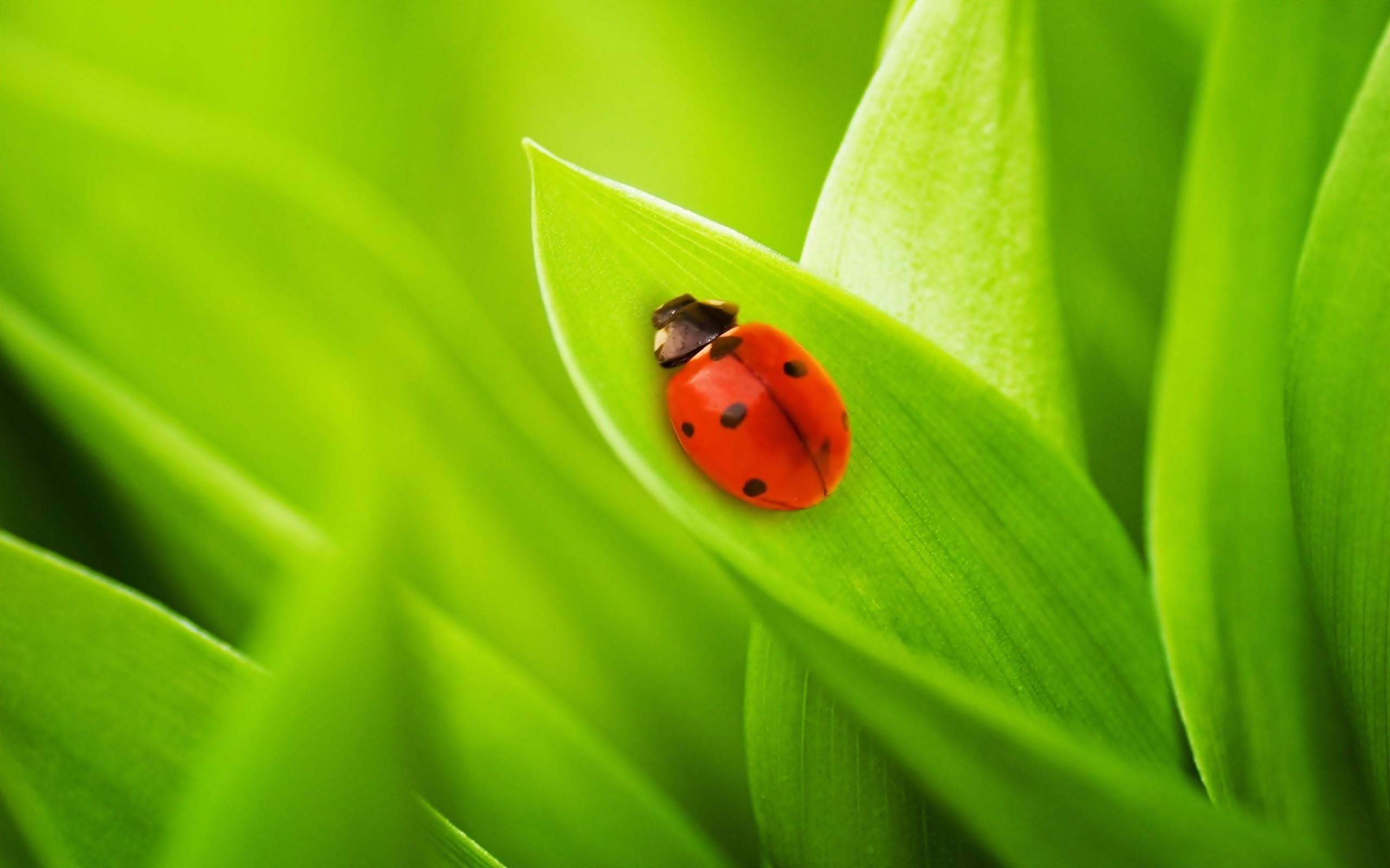 2560x1600 Download Greatest Ladybird On A Leaf Wallpaper, Desktop