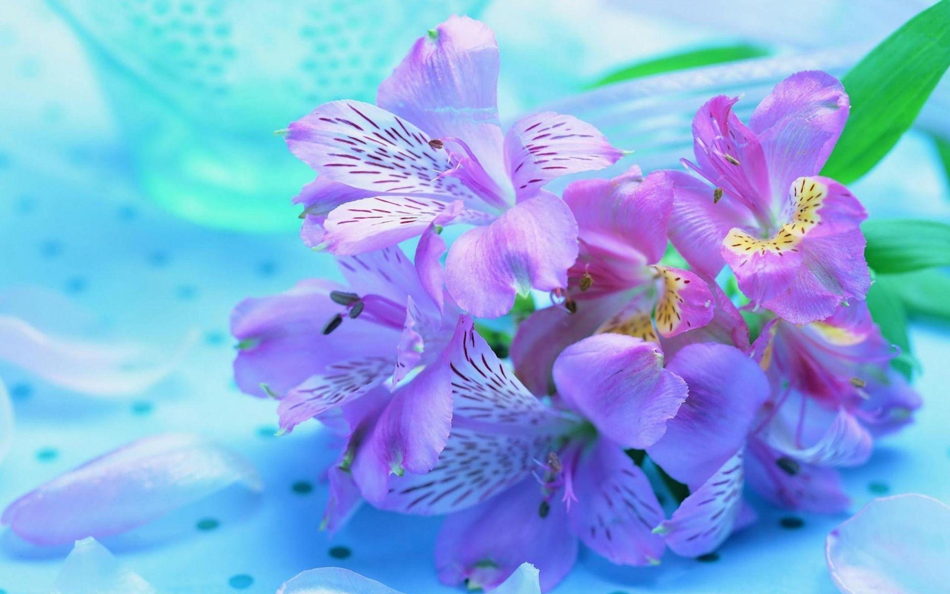 1920x1200 Pretty Flower Background Twitter, Desktop