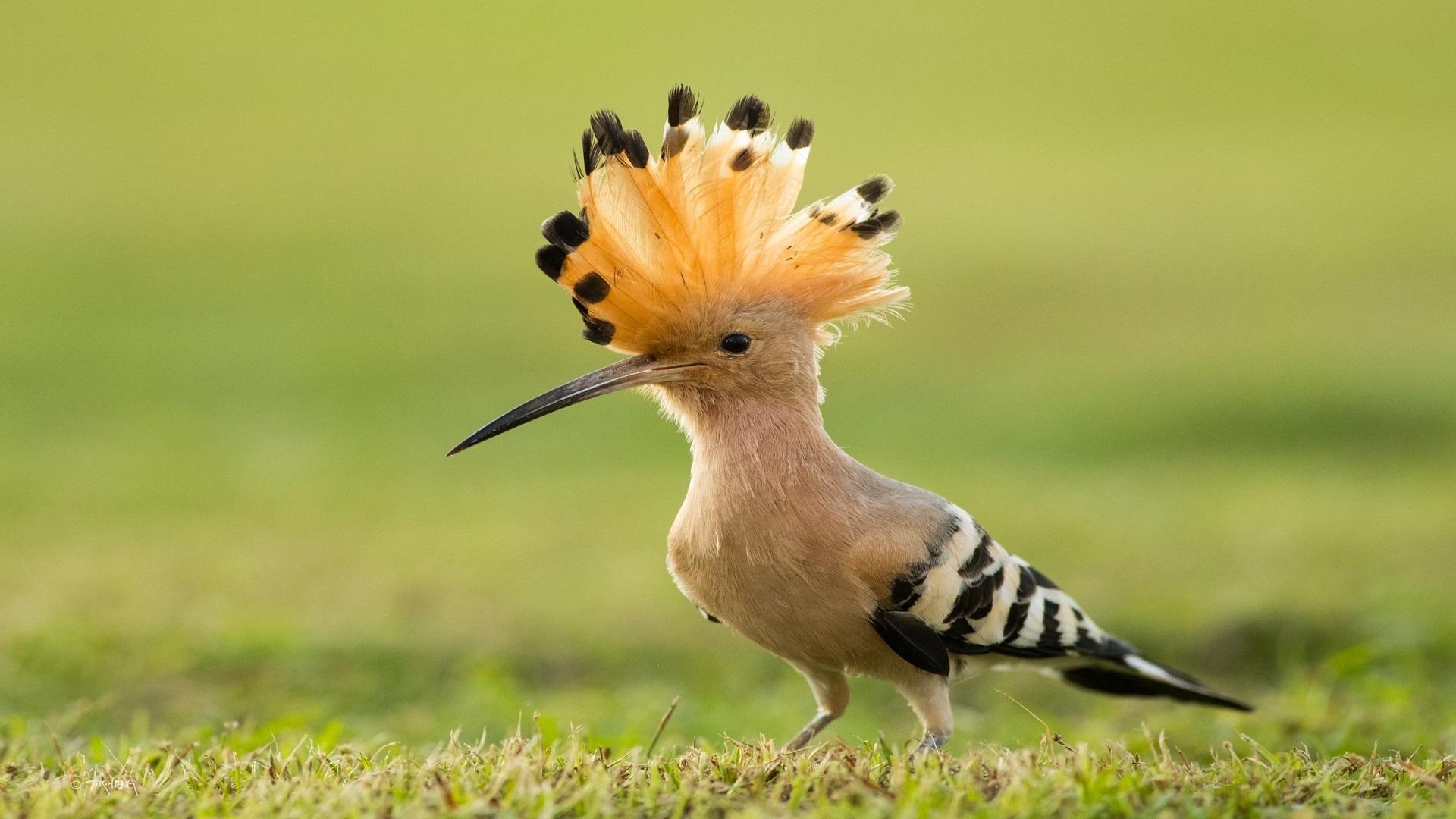 1920x1080 bird hoopoe [1920 x 1080], Desktop